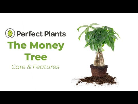 planta money tree Chinese Money Tree Plant for Sale | Buy Houseplants