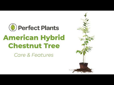 Hybrid American Chestnut Tree