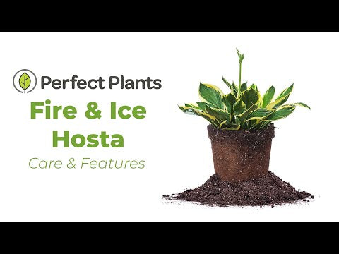 Hosta Fire and Ice Shrub