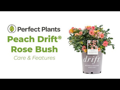 Peach Drift® Rose Bush