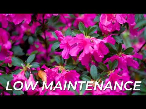 Autumn Sangria™ Encore® Azalea for Sale | Buy Encore Azaleas