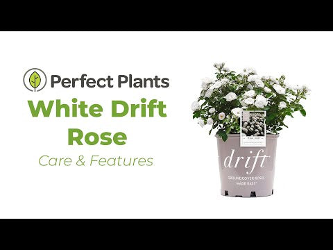 White Drift® Rose Bush