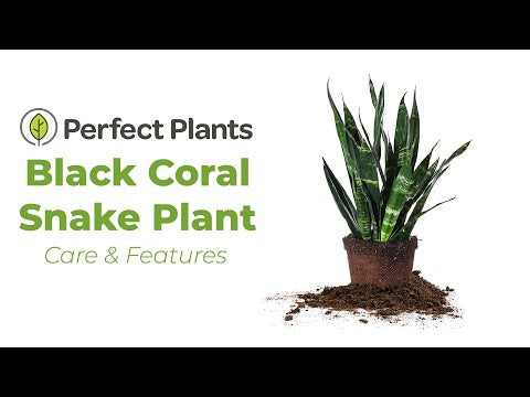 Sansevieria Black Coral Snake Plant | Buy Houseplants