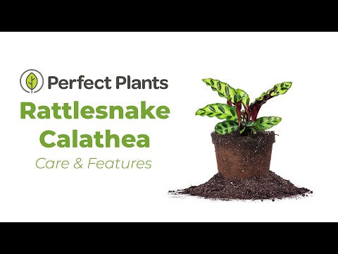 Calathea Rattlesnake for Sale | Buy Calathea Online | Perfect Plants