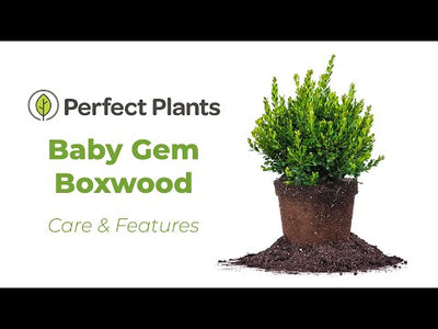 Buxus Baby Gem Boxwood Shrub