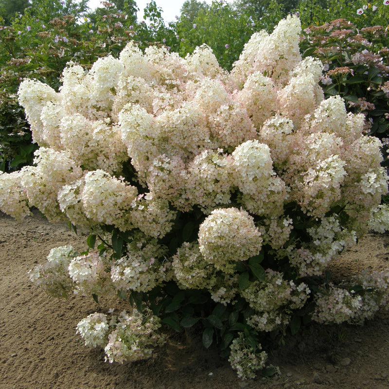 Bobo® Hydrangea Paniculata Bush