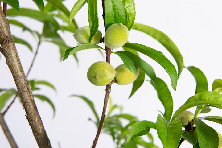 peach tree money July Prince Peach Tree - 4-5 ft