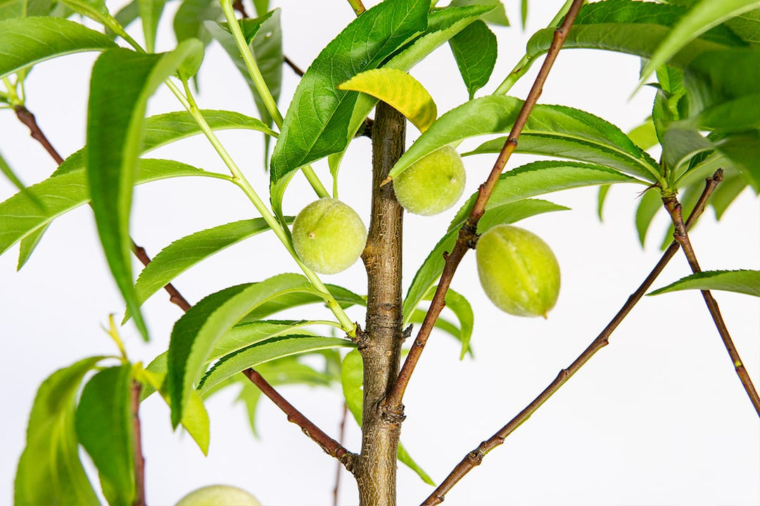 peach tree money July Prince Peach Tree - 4-5 ft
