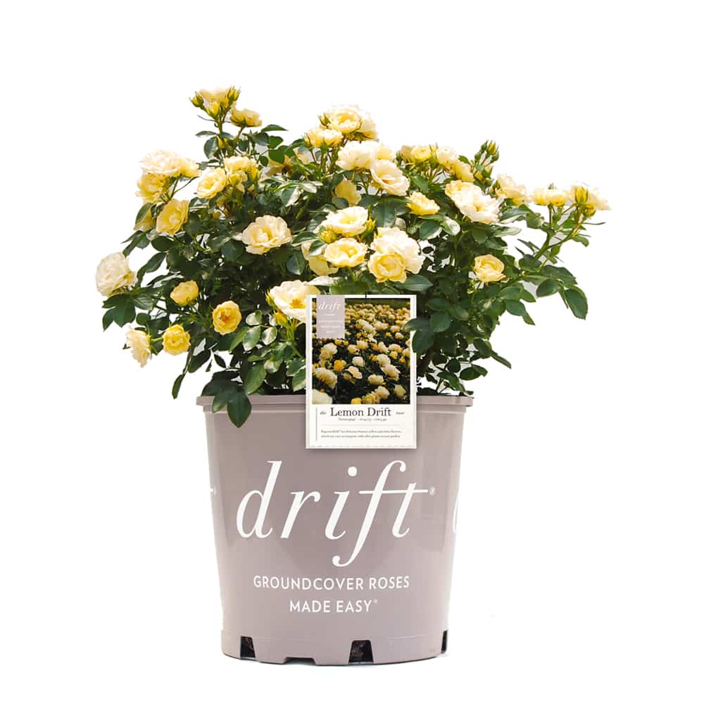 Lemon Drift® Rose Bush for Sale | Buy Roses Online | Perfect Plants