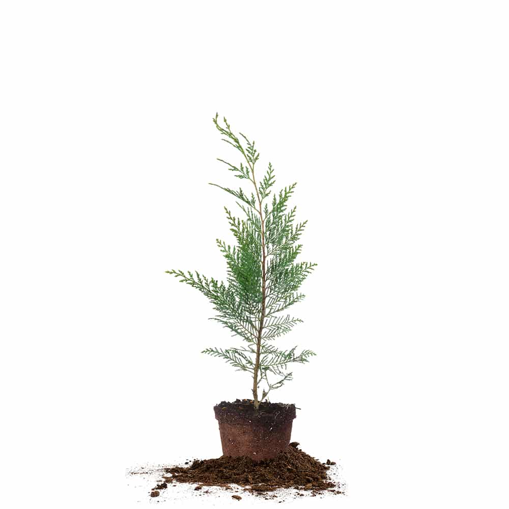 Leyland Cypress Tree - 1-2 ft