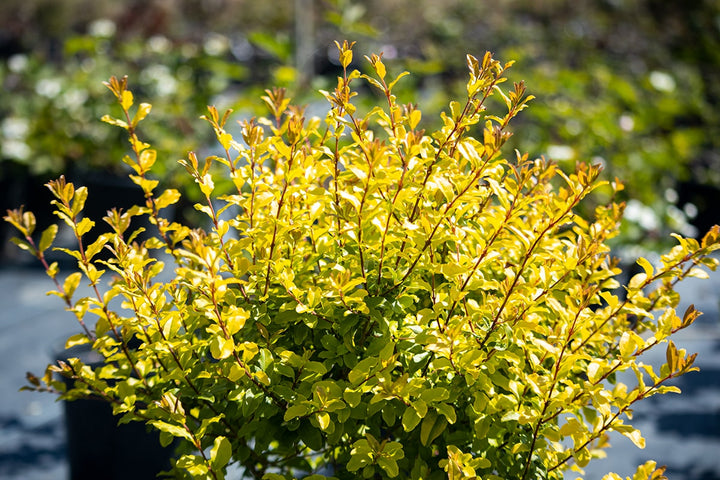 Sunshine Ligustrum Shrub - 3 Gallon / 3-Pack