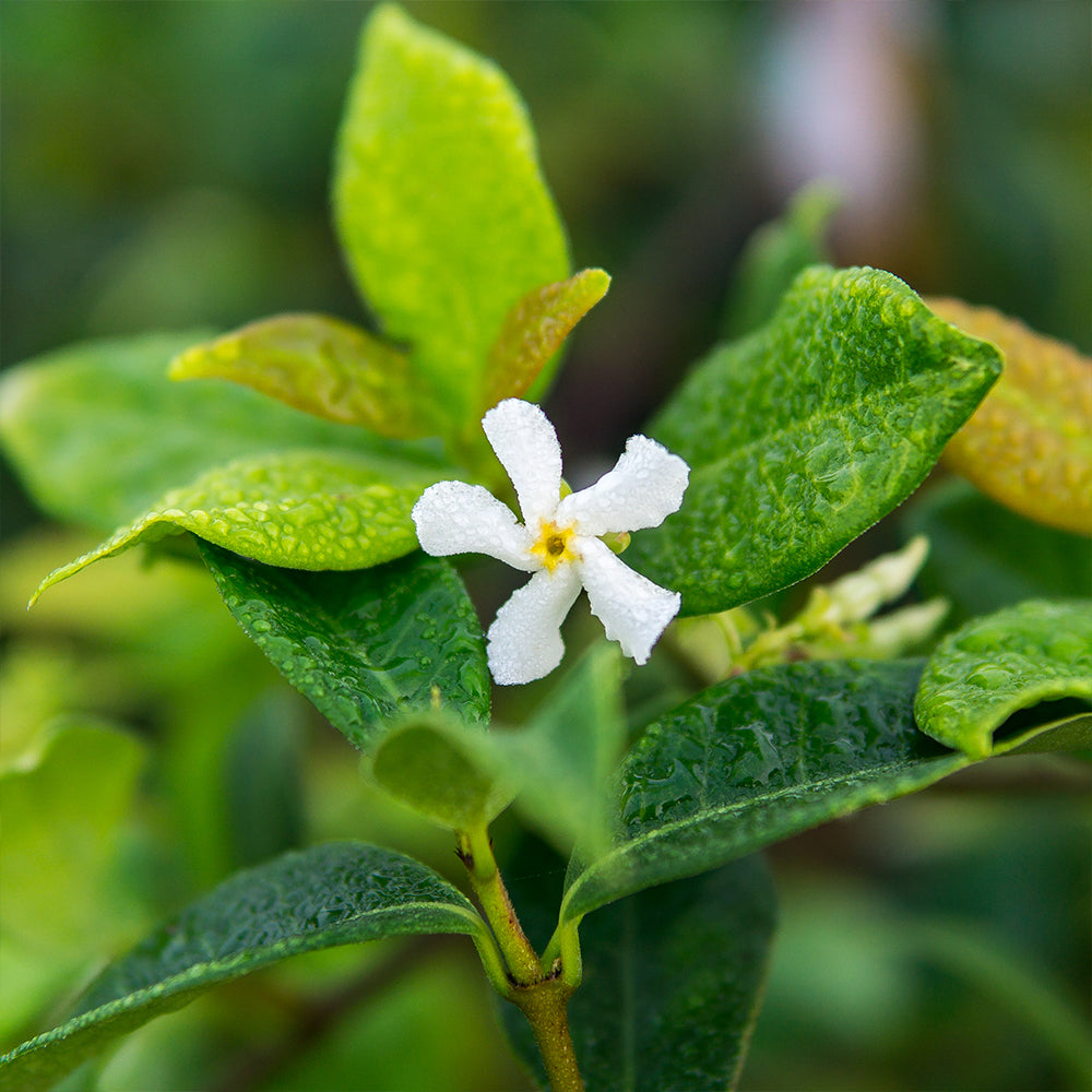 Liquid Jasmine Fertilizer - 8 fl oz | Perfect Plants