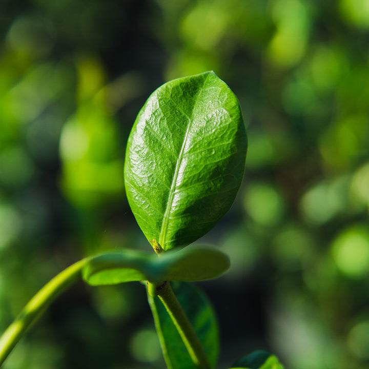 best organic fertilizer for jasmine plant Liquid Jasmine Fertilizer for Sale | Buy Fertilizer Online
