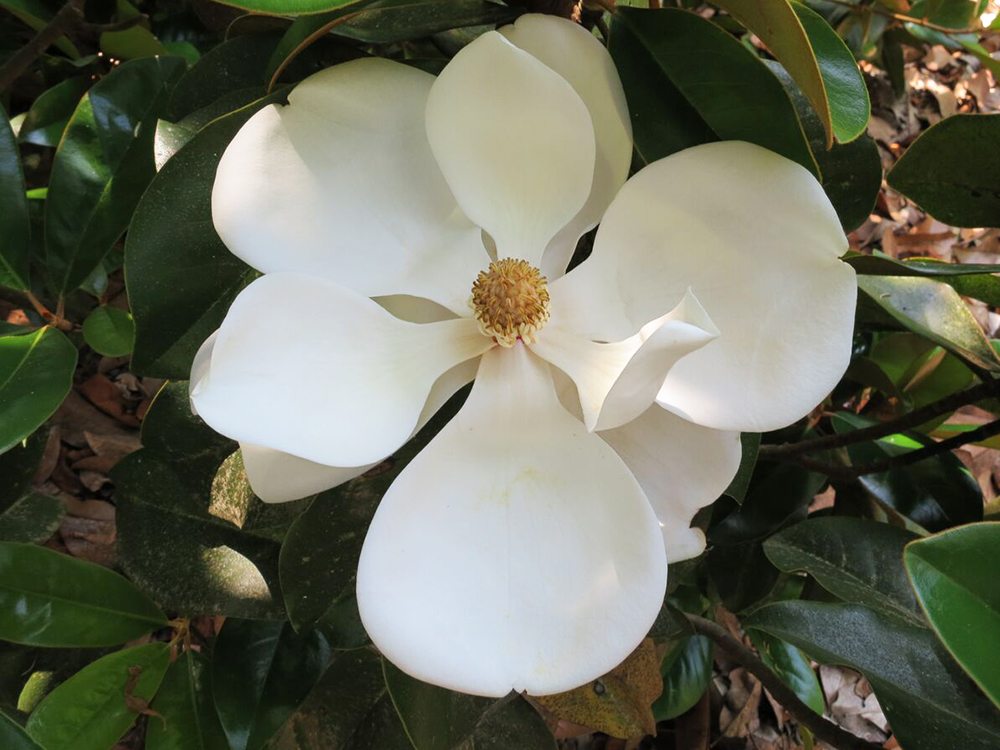 Dd Blanchard Magnolia Tree - 3 Gallon