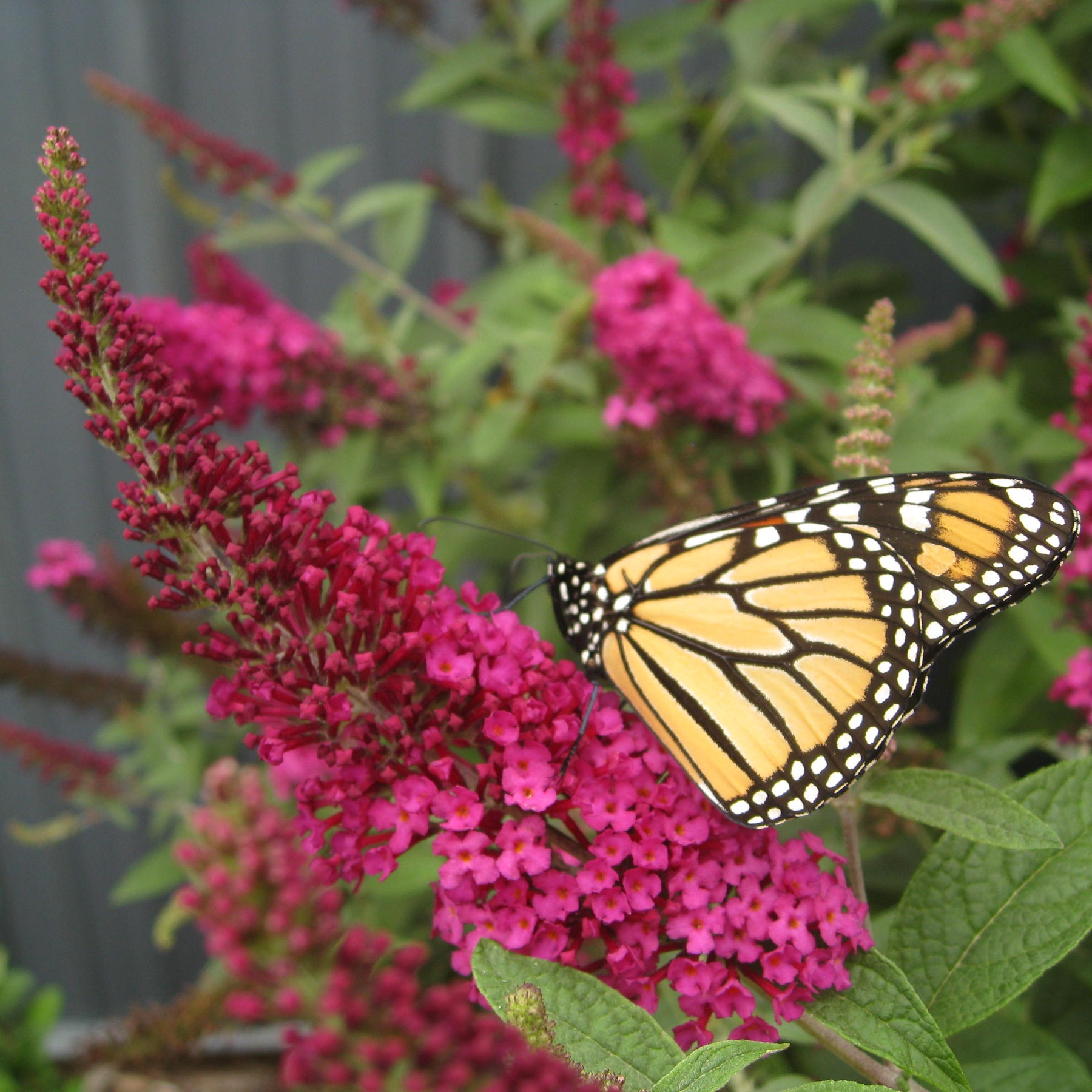 Lil Raspberry Buddleia Li'l Raspberry™ Butterfly Bush for Sale | Perfect Plants