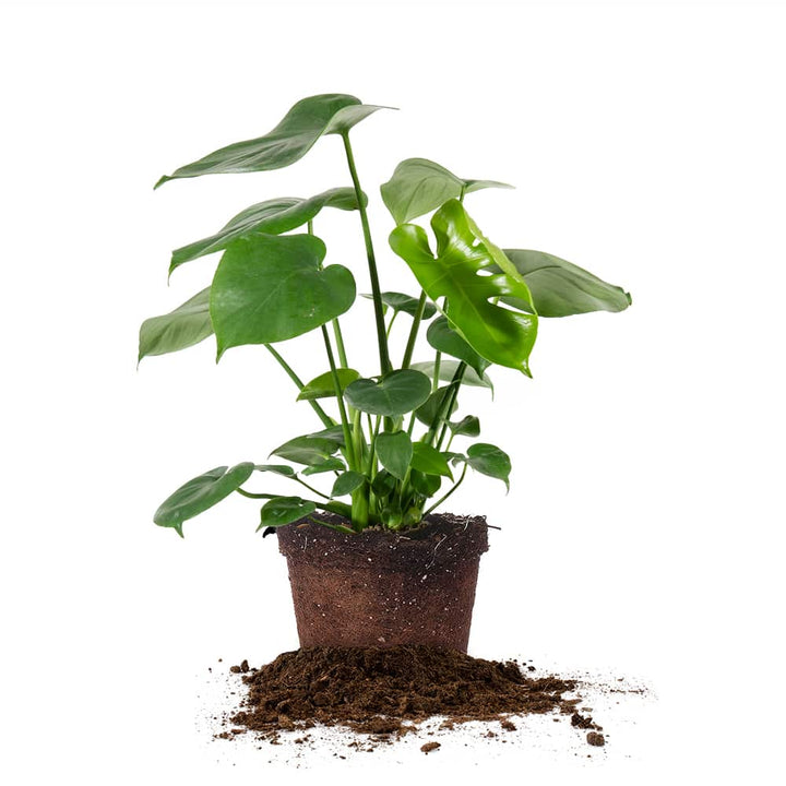 Monstera Deliciosa for Sale | Buy Monstera Plants