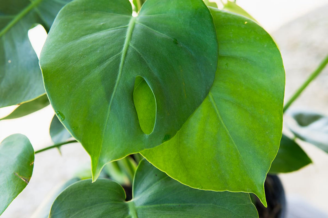 order monstera plant online Monstera Deliciosa for Sale | Buy Monstera Plants