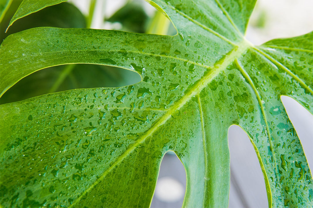 Monstera Deliciosa for Sale | Buy Monstera Plants