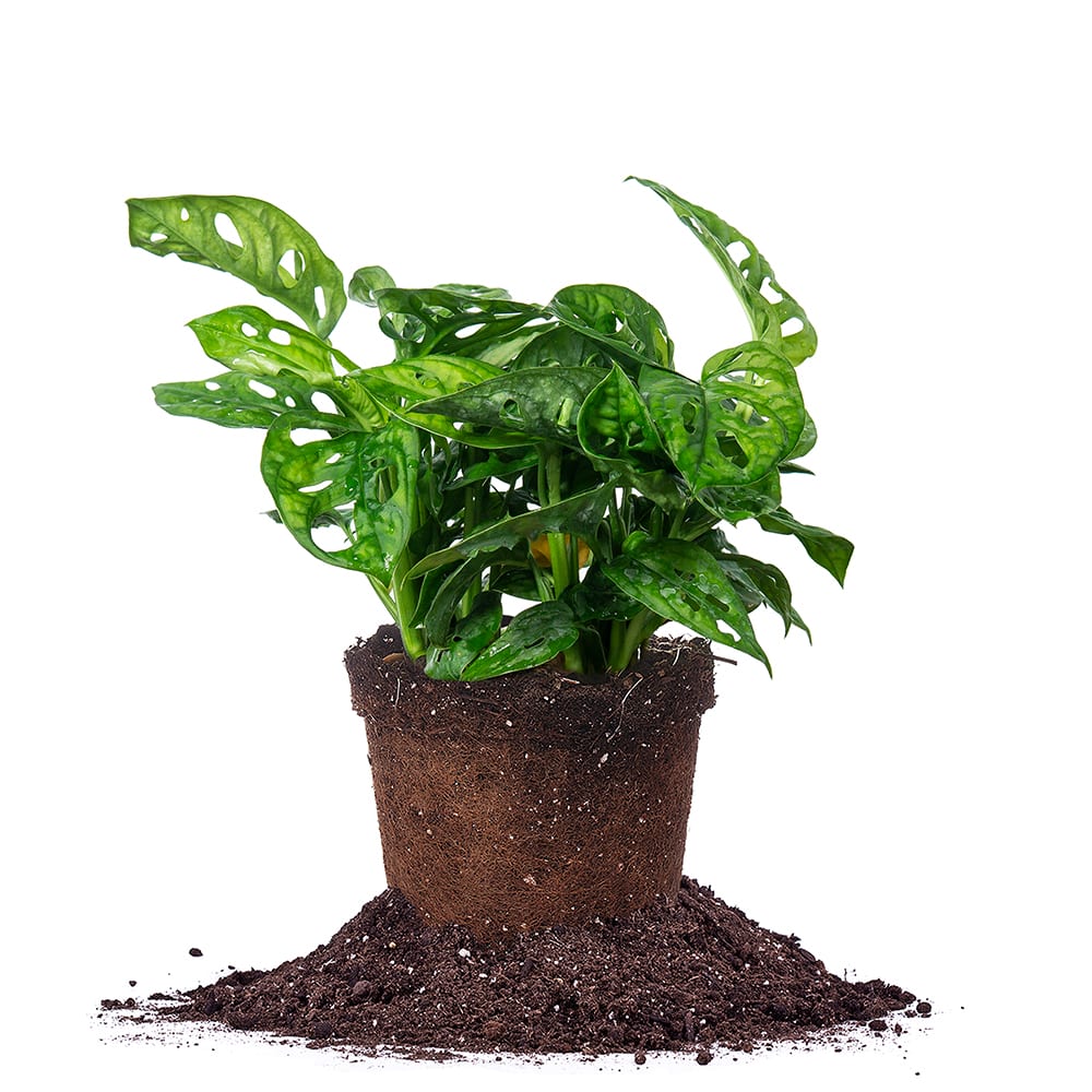 philodendron adansonii for sale Monstera Adansonii