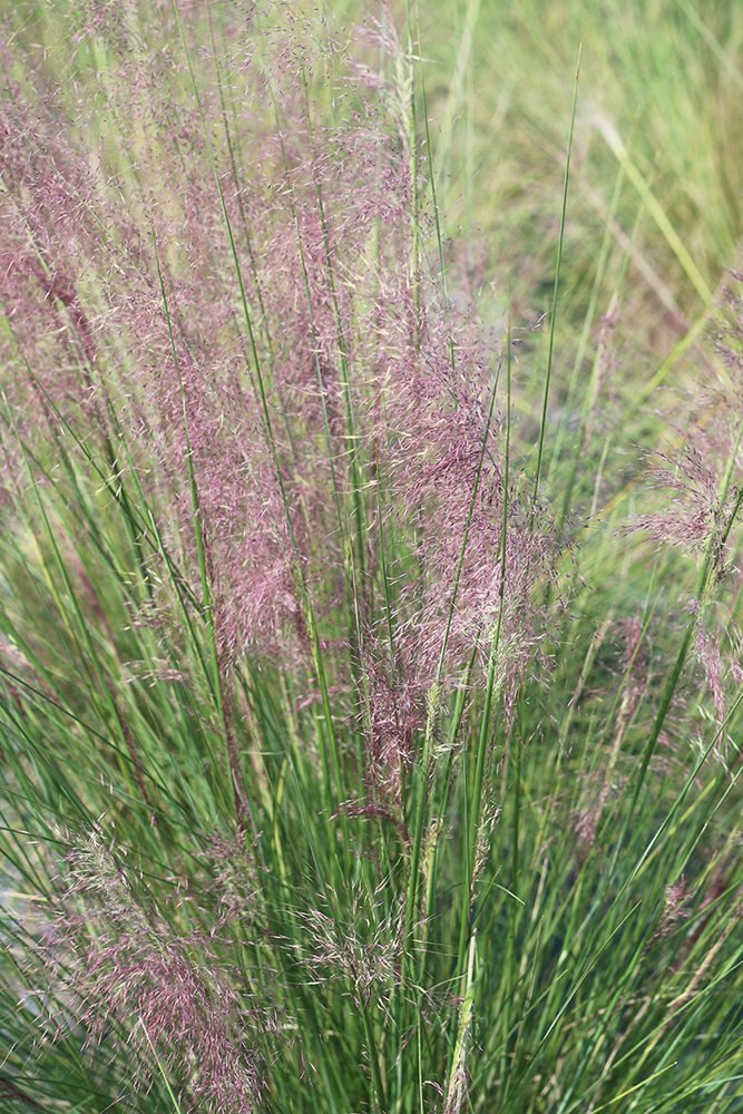 Dwarf Pink Muhly Grass Shrub