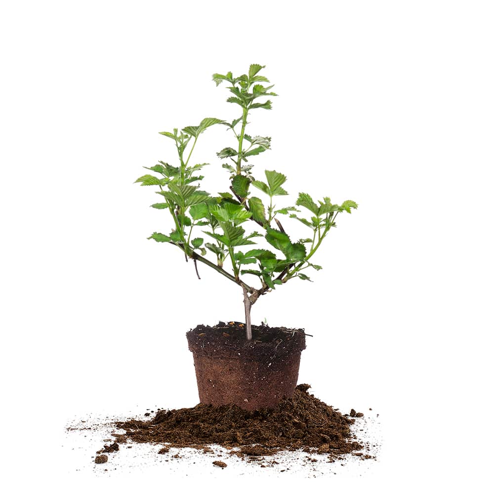 can i plant a blackberry bush in a pot Natchez Blackberry Plants for Sale