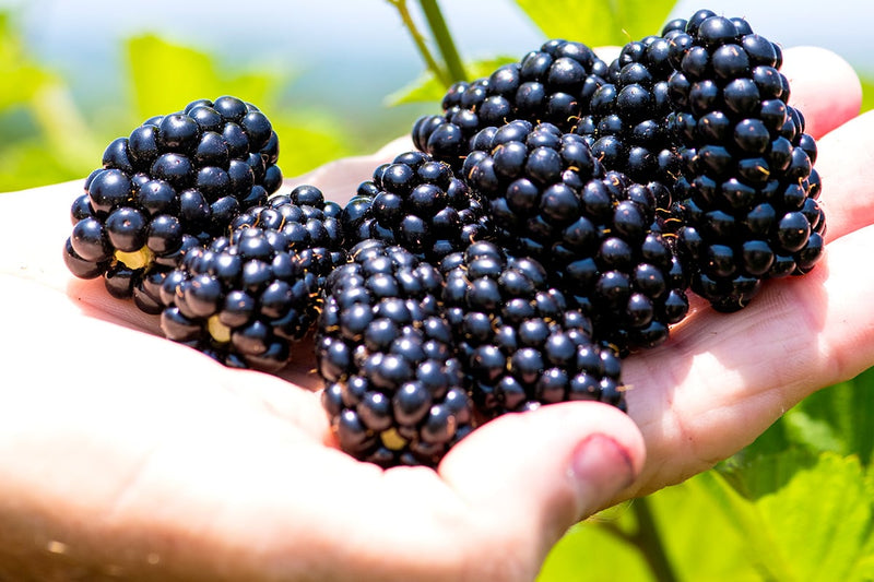 Natchez Blackberry Bush, Thornless Blackberry Plants for Sale