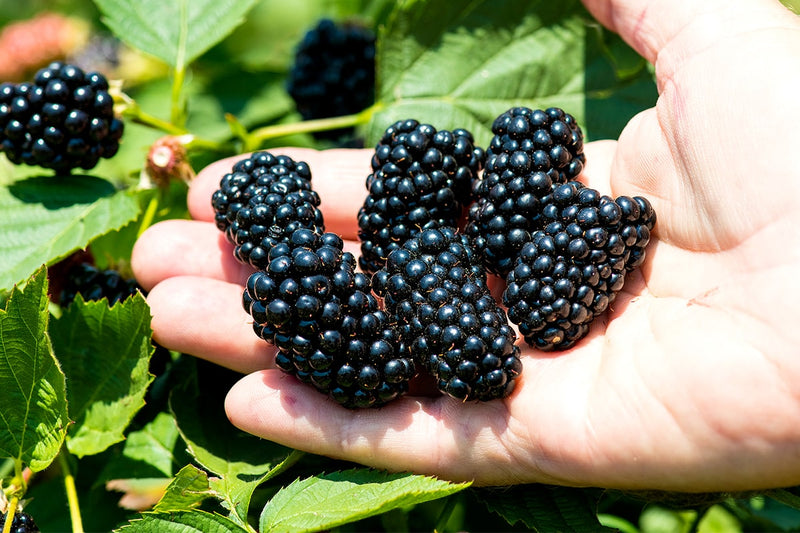 Natchez Blackberry Bush  Thornless Blackberry Plants for Sale