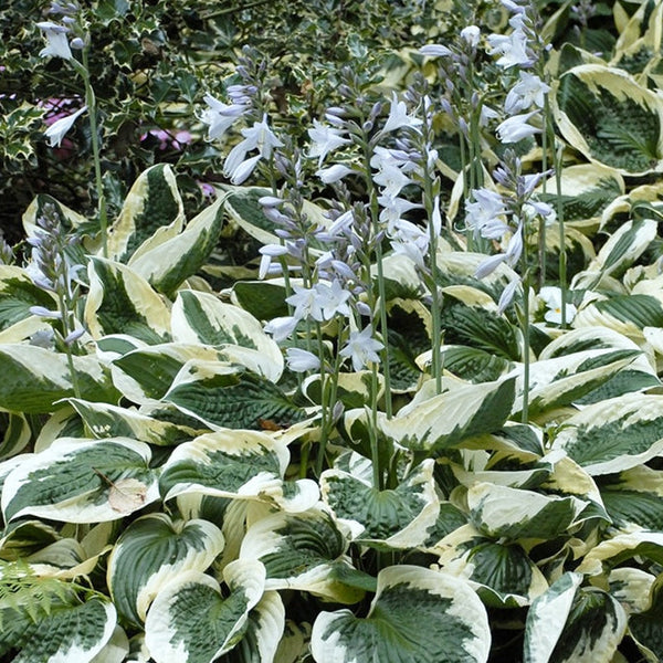 Patriot Hosta - 1 Gallon - Perennial groundcover