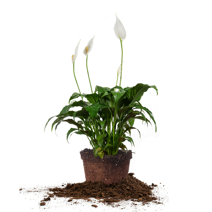 Green Peace Lily - 6 Inch Pot