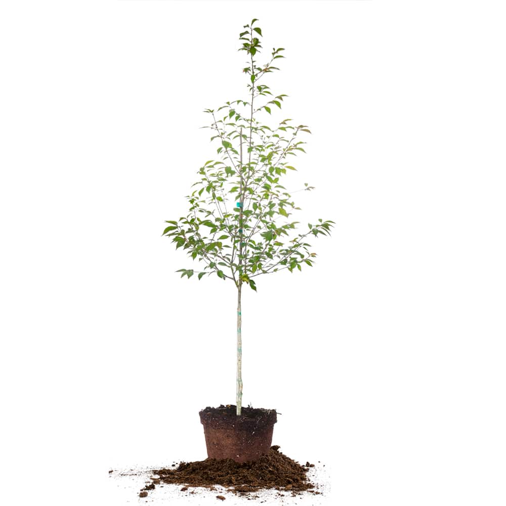 Okame Cherry Tree