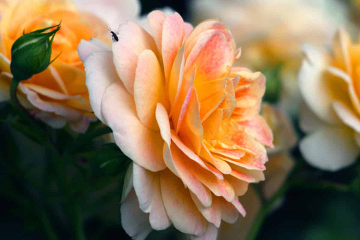 Peach Drift® Rose Tree for Sale | Evergreen | Perfect Plants