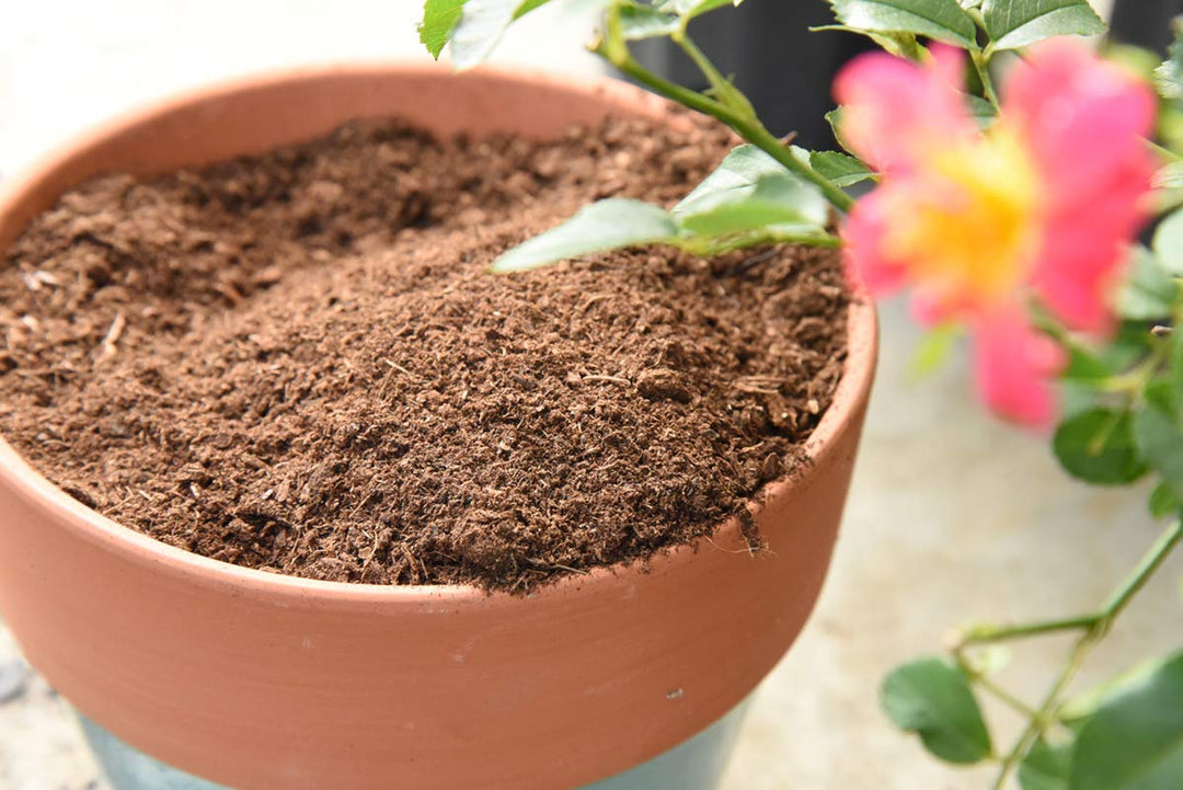 sphagnum peat moss potting mix Organic Sphagnum Peat Moss - 8 Quarts
