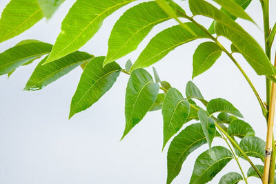 Amling Pecan Tree | Type 1 Pollinator