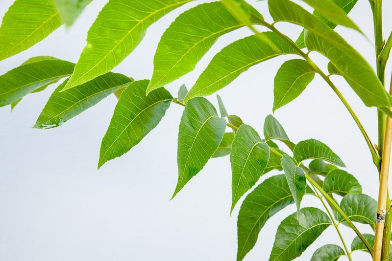 Oconee Pecan Tree | Type 1 Pollinator