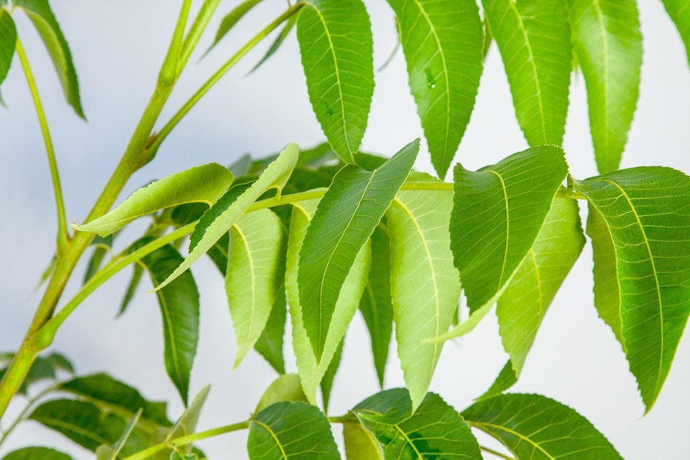 plant pecan tree from seed Shop Caddo Pecan Tree for Sale | Buy Pecan Trees Online