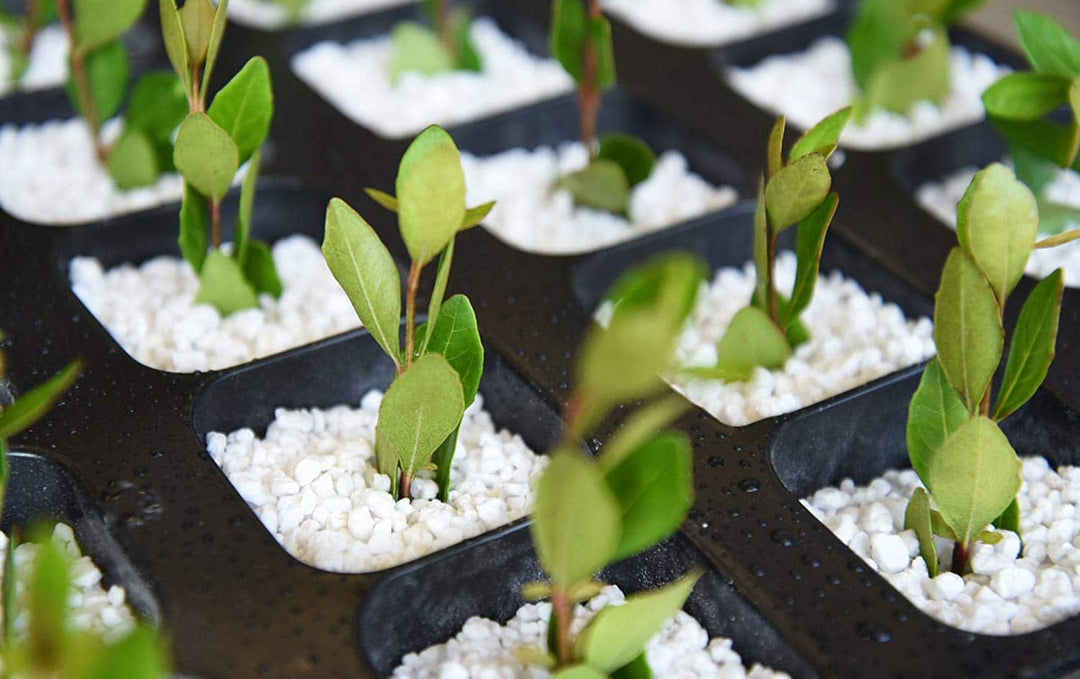 perlite indoor plants Organic Perlite for Plants - 8 Quarts