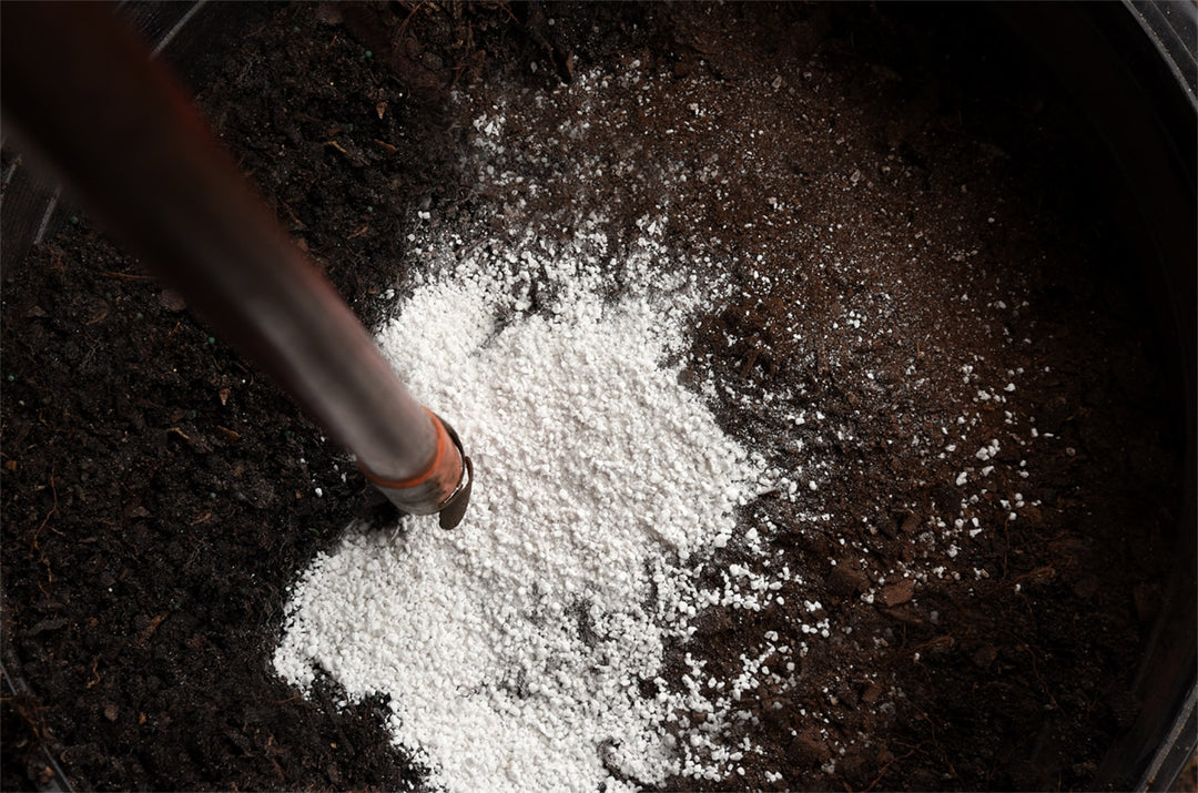 perlite potting mix Organic Perlite for Plants - 1 Quart