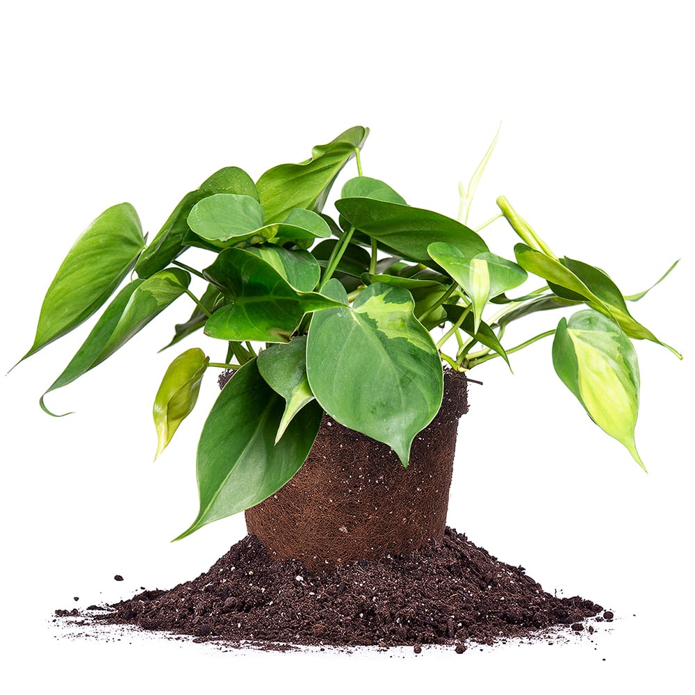 philodendron brasil variegata Buy Variegated Philodendron 'Brasil'