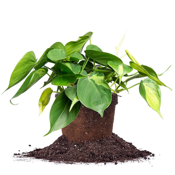 philodendron brasil houseplant expert Buy Variegated Philodendron 'Brasil'