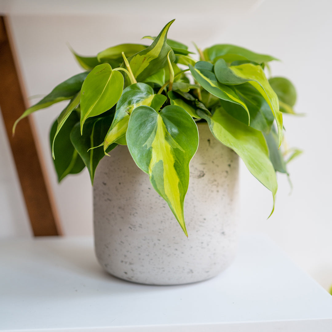 philodendron brasil light green leaves Buy Variegated Philodendron 'Brasil'
