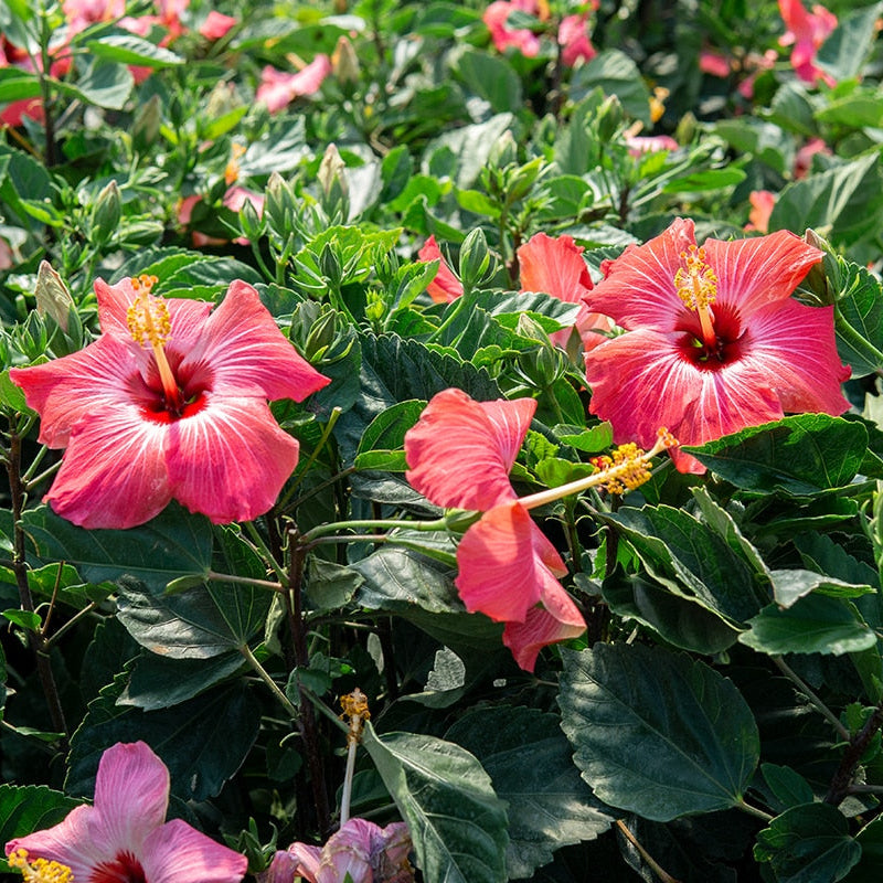 Arb Braid Tree Full Grown Braided Hibiscus Tree