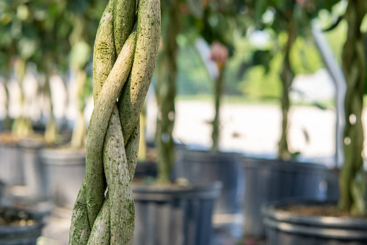 Pink Braided Hibiscus Tree for Sale