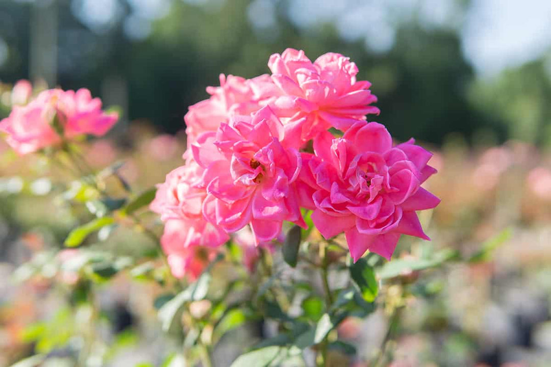 Double Knockout Roses The Most Popular Rose The Tree Center 560x560