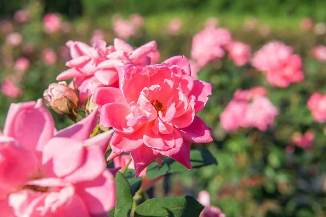 Double Knockout Roses The Most Popular Rose The Tree Center 560x560