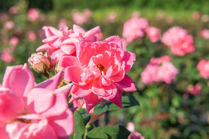 Double Pink Knock Out® Rose Tree