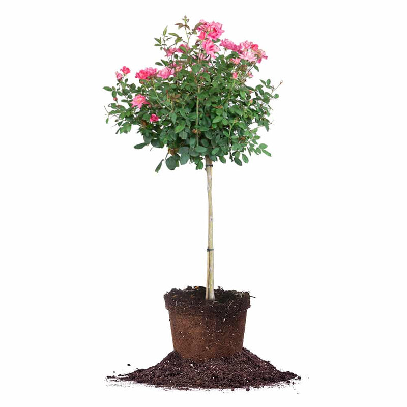Double Pink Knock Out® Rose Tree