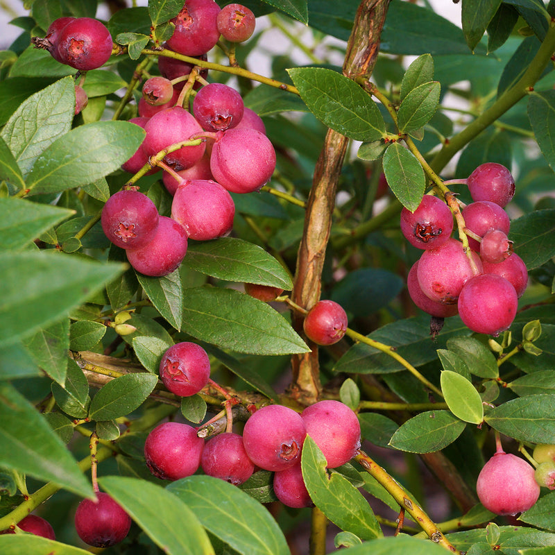 Pink Lemonade Blueberries ripe on fruit bush branches