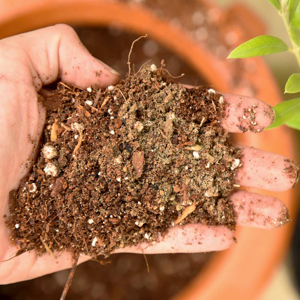 plant food for pot plants Organic Plant Food for Vegetables, Fruit and Flowers