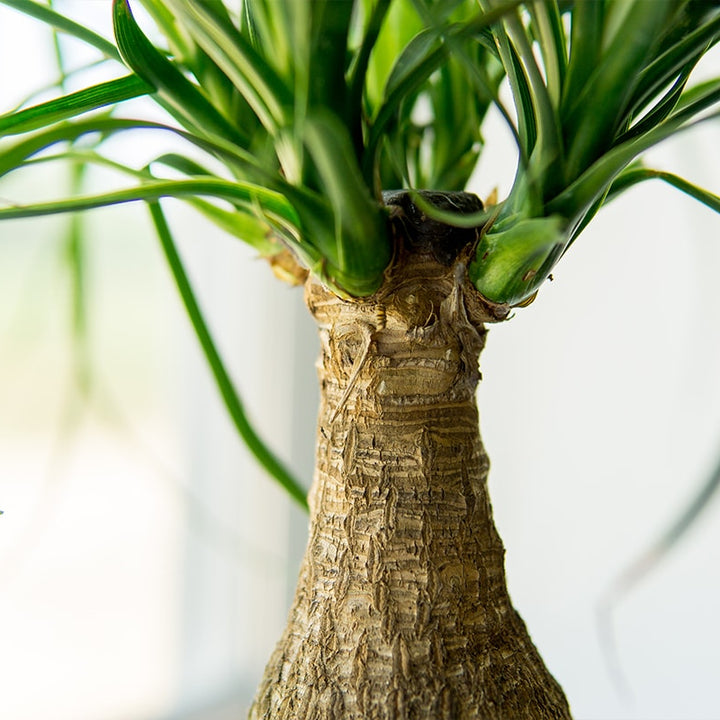 Ponytail Palm Tree - 6 Inch Pot