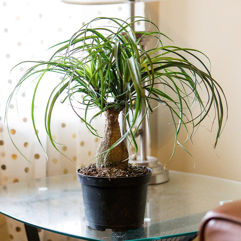 ponytail palm cost Ponytail Palm Tree - 6 Inch Pot